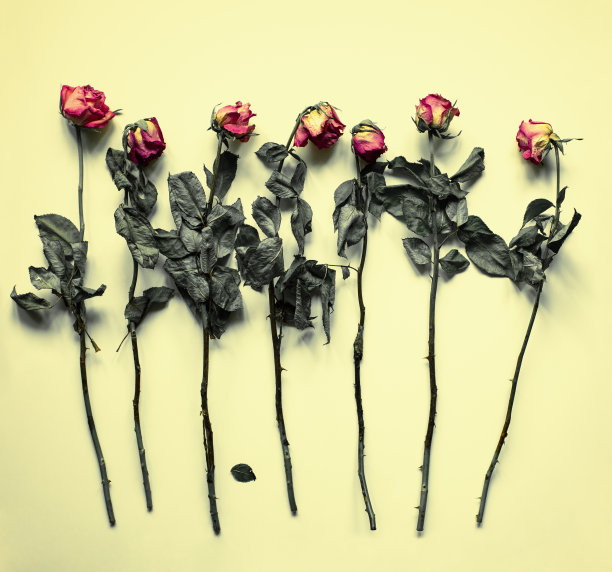 干玫瑰图片下载