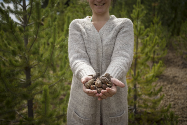 手握菠萝的异国松树在南北极森林图片下载