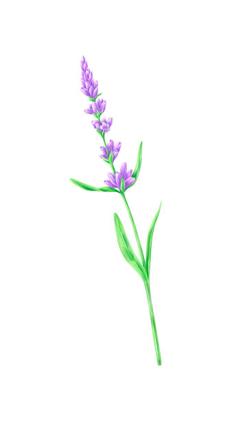 薰衣草手绘插画图片下载