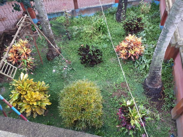 美丽的叶子图片下载