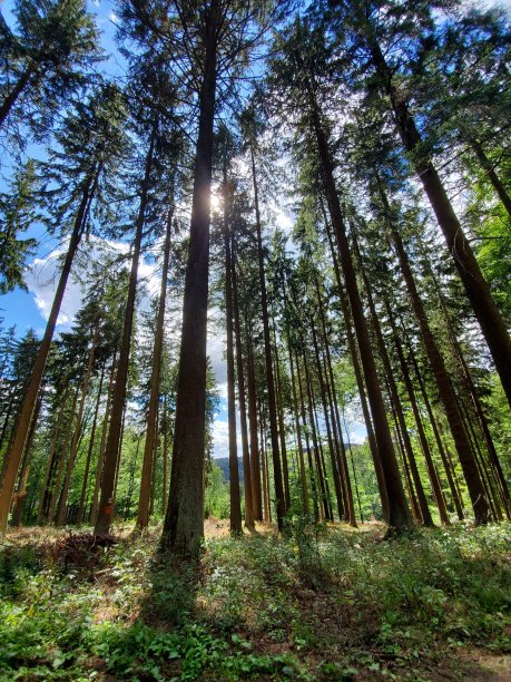 下面的绿色森林图片下载