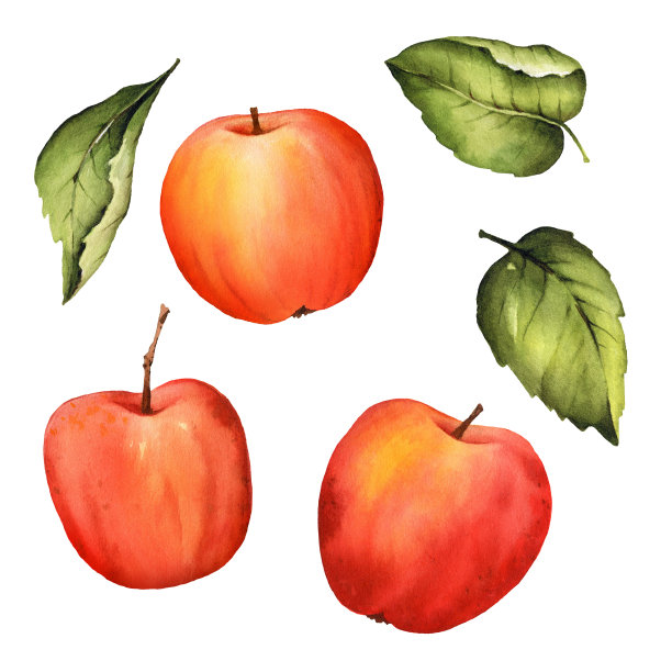 水彩红苹果绿叶子。孤立的白色背景。感恩节和收获日的食物插图，剪贴簿，图案，标签图片下载