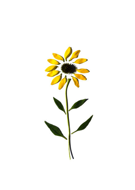 雏菊被分解成几个部分图片下载