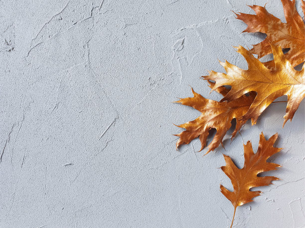 金色的叶子在灰色纹理的背景。放置你的文本或产品。俯视图，复制空间。图片下载