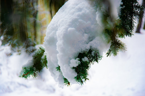我的城市又被大雪覆盖了，所以我决定借此机会拍几张照片。图片下载