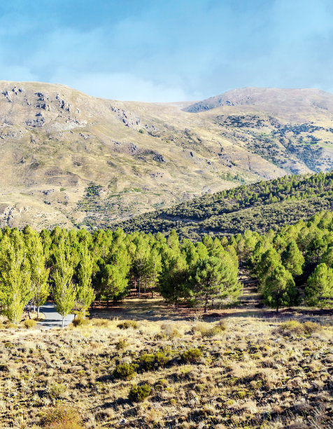 山上的树图片下载