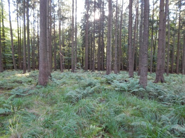 在秋天穿过森林图片下载