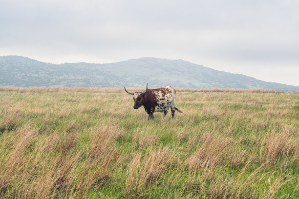 德州长角威奇托山野生动物保护区图片下载