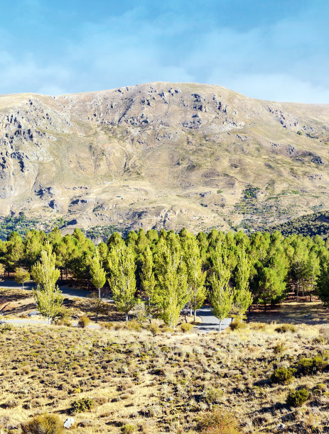 山上的树图片下载