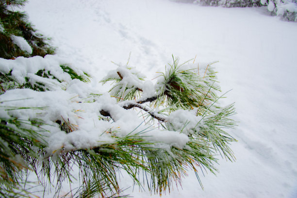我的城市又被大雪覆盖了，所以我决定借此机会拍几张照片。图片下载