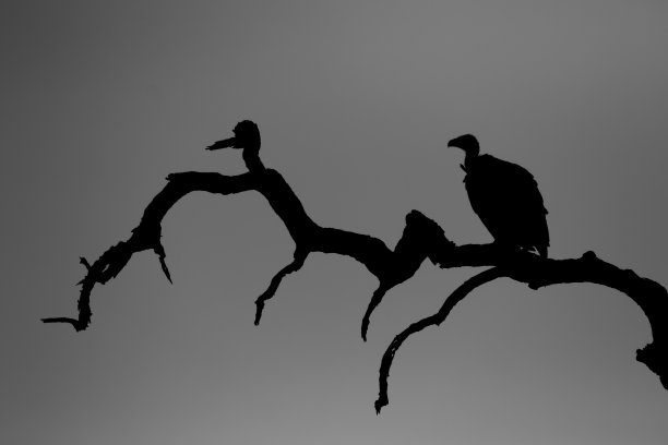 秃鹰轮廓图片下载