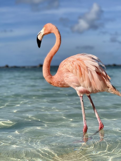 火烈鸟图片下载