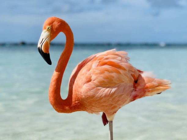 火烈鸟图片下载