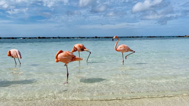 火烈鸟图片下载