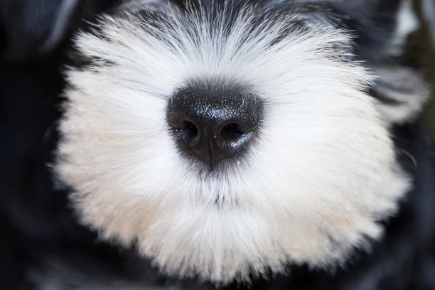 狗鼻子图片下载