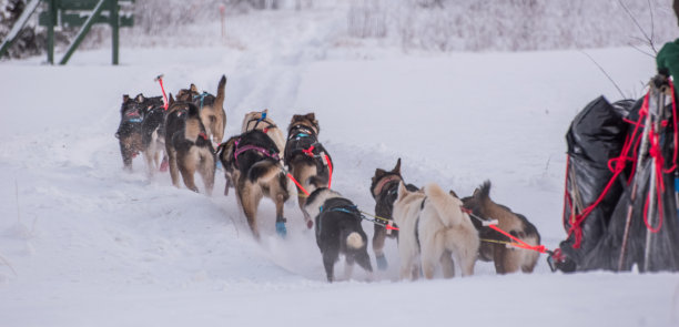 阿拉斯加内陆的雪橇狗图片下载