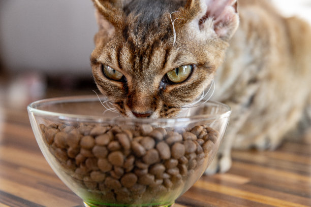 德文雷克斯猫吃零食的特写图片下载