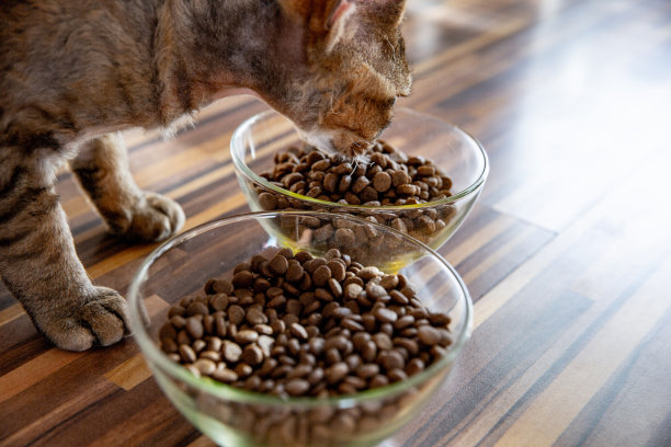 家猫在地板上的房间里吃零食图片下载
