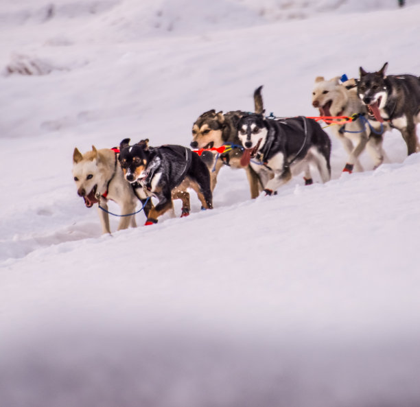 阿拉斯加内陆的雪橇狗图片下载