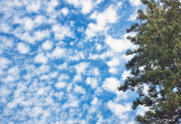 在前景为松树的夏季天空中积雨云的人字纹效应图片下载