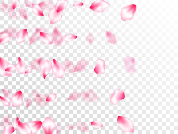 粉红色的樱花花瓣孤立图片下载