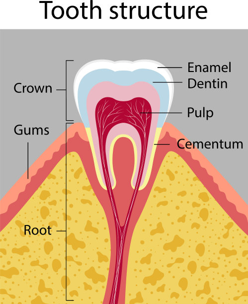 牙齿结构医学海报图片下载