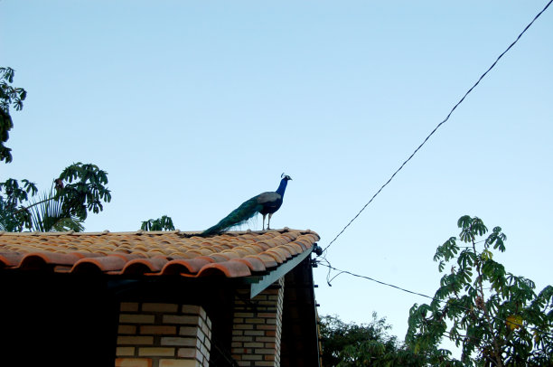 孔雀栖息在屋顶上图片下载