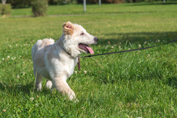 狗用皮带牵着走图片下载