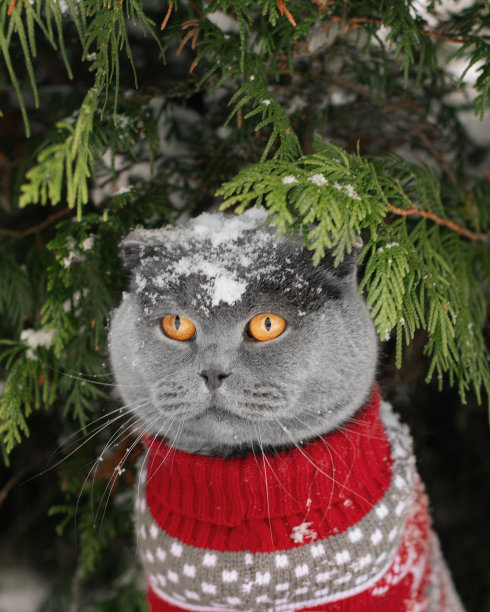 一只灰色纯种猫的肖像。这只动物坐在白雪覆盖的灌木丛下，穿着一件红色的毛衣，和鹿在一起。猫的头上有雪。冬天出门的家猫。圣诞节和宠物。宠物衣服图片下载