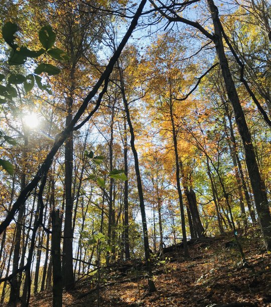 秋天的阳光图片下载