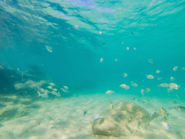 许多鱼类、海葵、海洋生物、植物和珊瑚在海底附近与蓝色和紫色的沙子和石头的海景，景色，海洋生物图片下载