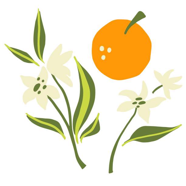 橙色的分支。奇异的热带柑橘新鲜水果，整个多汁的橘子与绿色的叶子和花向量卡通极简风格孤立的插图，印刷或横幅，标签，海报图片下载
