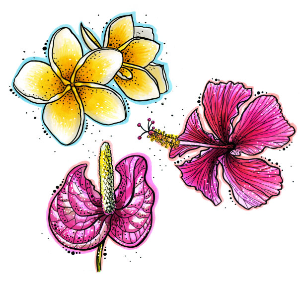 一套程式化的热带花卉:鸡蛋花，木槿，红掌图片下载