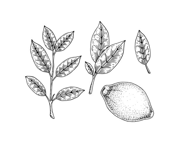 手绘一套柠檬设计元素。整个柠檬，枝叶。矢量插图在素描风格。植物免疫助推器。图片下载