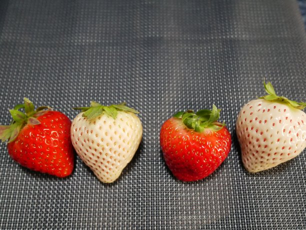 白色草莓和红色草莓图片下载
