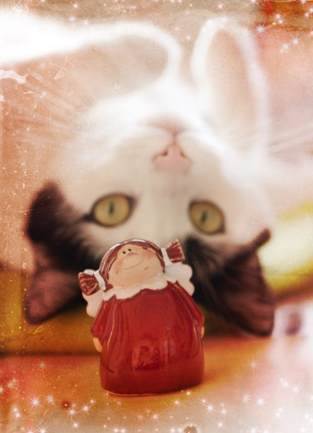 可爱的猫图片作为背景为你的圣诞贺卡图片下载