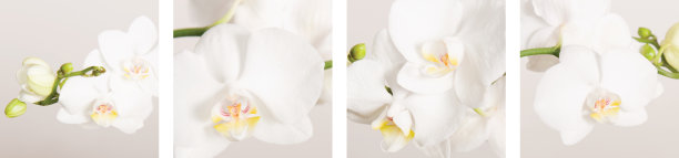 美丽的兰花拼贴图片下载