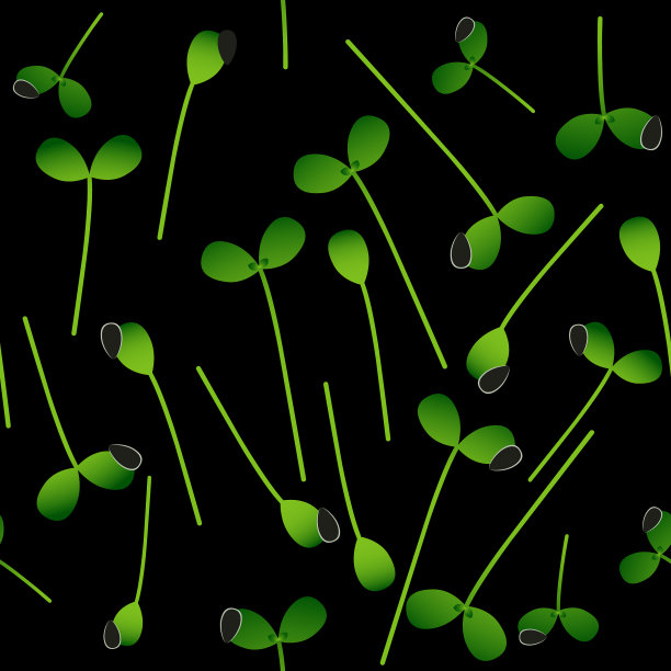 一株发芽的小绿向日葵图片下载