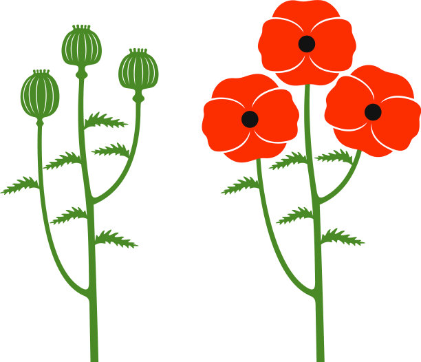 罂粟花图片下载