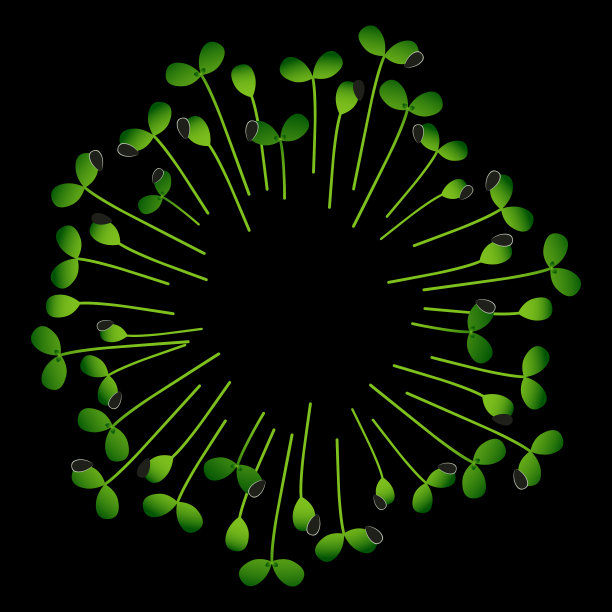 微绿色向日葵排成白色的圆圈图片下载