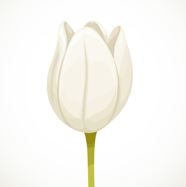 白色美丽的郁金香花半开放的蓓蕾图片下载