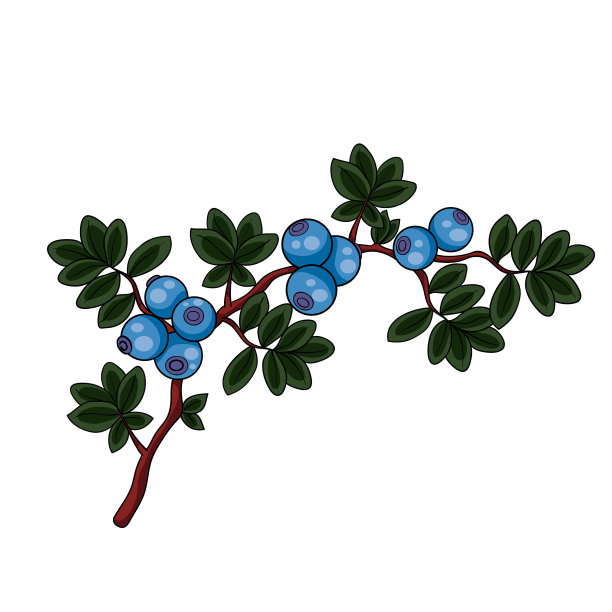 分离出绿叶的蓝色蓝莓丛图片下载