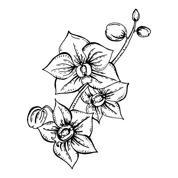 美丽的黑白兰花枝图片下载