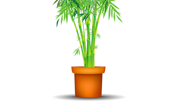竹树在盆中白色的背景图片下载