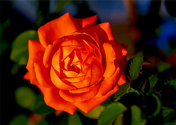 背景上孤立的红玫瑰图片下载