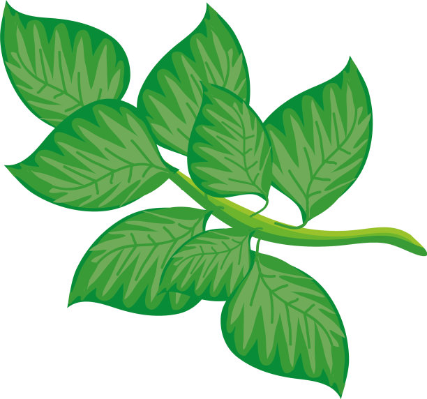 白色背景的菠菜叶子图片下载