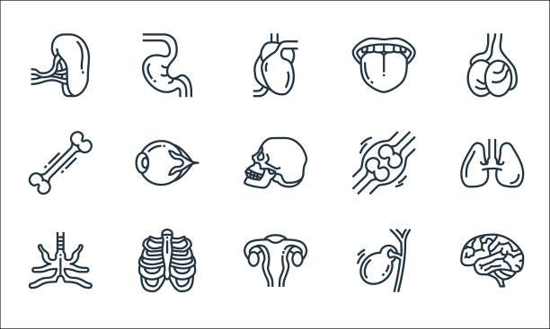 人体器官线图标线性设置质量线图片下载