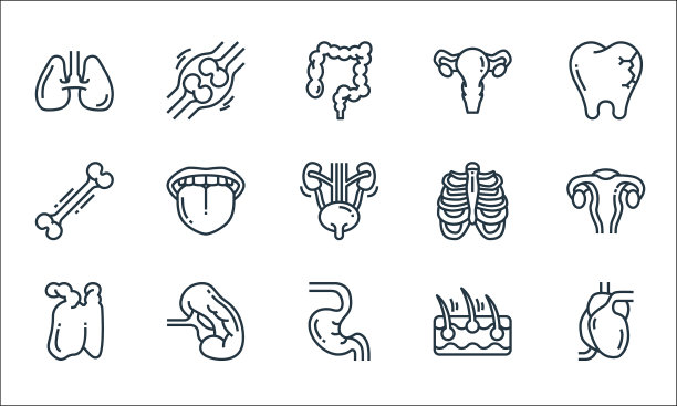 人体器官线图标线性设置质量线图片下载