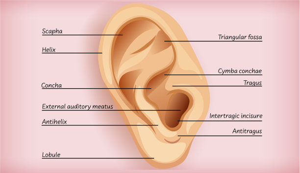解剖学外耳图片下载