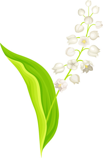 长圆形绿色的铃兰或五月花图片下载